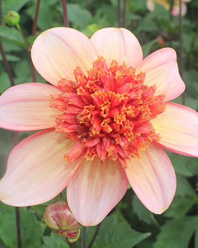 DAHLIA TOTALLY TANGERINE 10 kusov Novinka